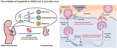 The Benefits of Breastfeeding Still Outweigh the Risks of COVID-19 Transmission